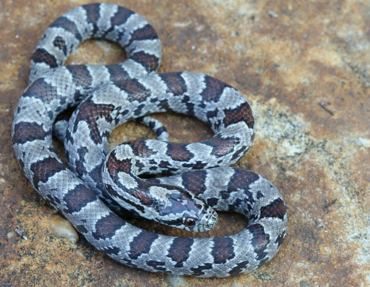 Eastern Milk Snake